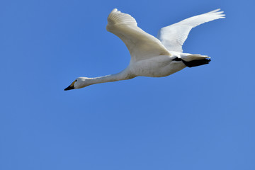白鳥の飛翔