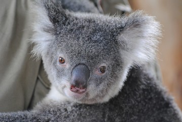 Portrait of koala in Queensland, Australia.