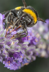 Bumblebee and lavander