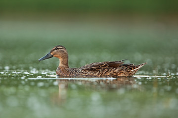 wild duck, anas platyrhynchos, mallard, Czech republic