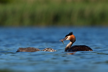 great crested grebe, podiceps cristatus, Czech republic