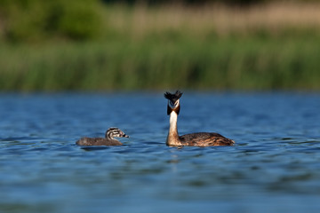great crested grebe, podiceps cristatus, Czech republic
