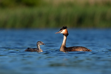 great crested grebe, podiceps cristatus, Czech republic