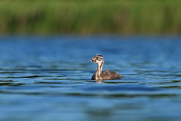 great crested grebe, podiceps cristatus, Czech republic