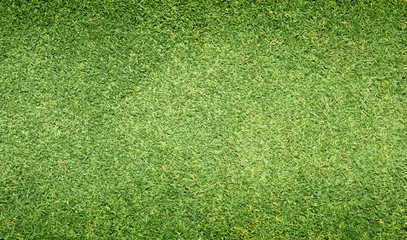 Obraz premium grass background green lawn