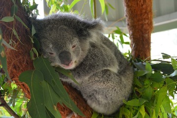 Fototapeta na wymiar Koala on eucalyptus tree in New South Wales, Australia.