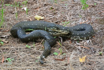 Diamond python (Morelia spilota) in Minnamurra forest in Australia.