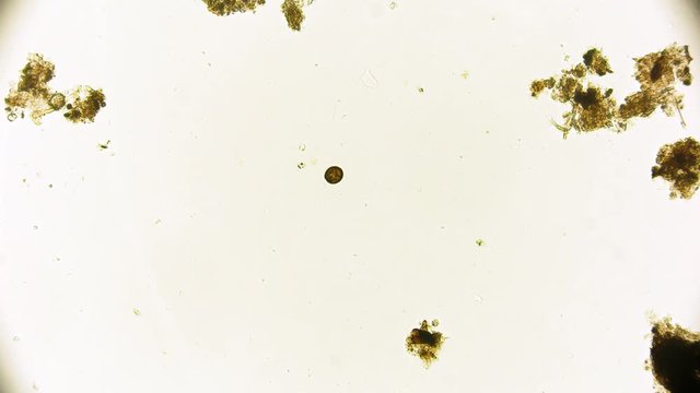 Mikroorganismus unter dem Mikroskop in 4K