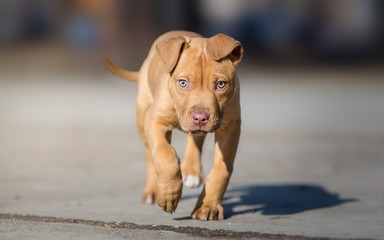 Cute American pit bull terrier pup