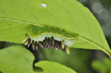 蜂に寄生されたオオシマカラスヨトウの幼虫