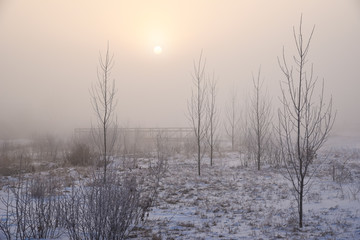 Winter Trees in Golden Fog 