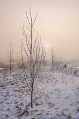 Winter Trees in Golden Fog
