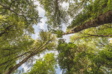 Looking up to the canopy in a forest with very tall, mature trees. Champoeg State Park in Oregon, USA.
