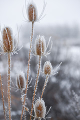 Hoar Frost On Thistles