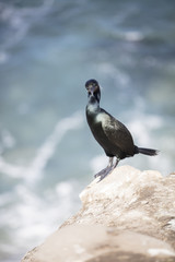 Black Cormorant Coastal Bird on A Cliff Edge In La Jolla, California