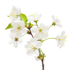 A branch of cherry blossoms isolated on white background. Flower