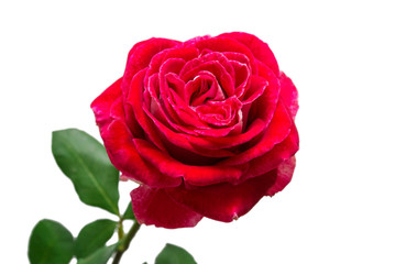 Beautiful flower red rose isolated on white background. Wedding card. Greeting. Summer. Spring. Flat lay, top view. Love. Valentine's Day