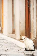 Domestic cat sitting by the entrance to old house in Sibenic, Croatia