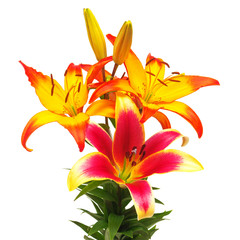 Beautiful bouquet of yellow lilies and red isolated on white background