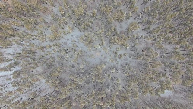 Aerial view from the air. Winter. Russia. Siberia. View from the sky on a winter forest