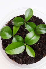 Small citrus sprout in the pot