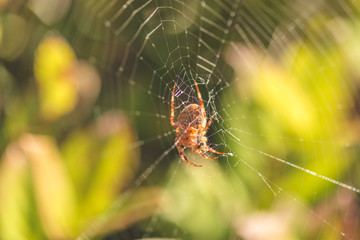 Orb Weaver Spider on Web