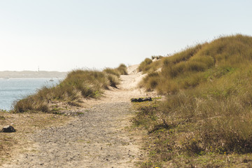 Beach walking trail in Newport, Oregon, USA