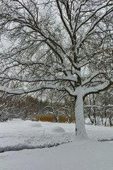 Winter Panorama with snow covered trees in South Park in city of Sofia, Bulgaria
