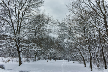 Fototapeta na wymiar Winter Panorama with snow covered trees in South Park in city of Sofia, Bulgaria 