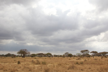 Tarangire National Park Landscape