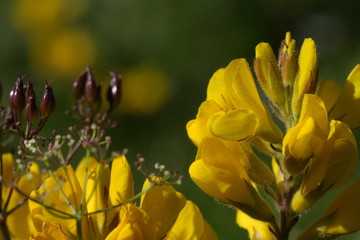 Gen&ecirc;t herbac&eacute;, Genista sagittalis