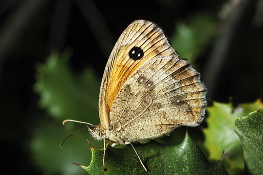 Butterfly Pyronia cecilia on the leaves of a scrub. Horizontal macrophotography with artificial light.