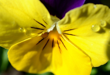Yellow Pansy with Water Drop Macro Photography