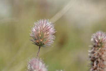 Trèfle Pied-de-lièvre ou Pied-de-lièvre ou trèfle des champs, Trifolium arvence