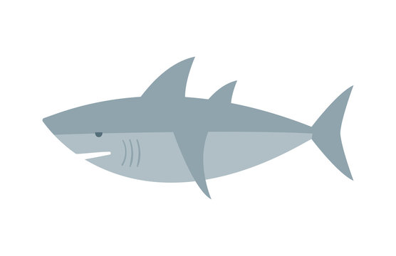 Vector shark character fish animal.