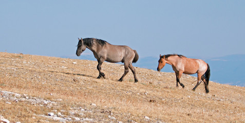 Grullo Stallion and Cinnamon Red Roan Mare climbing Sykes Ridge in the Pryor Mountain Wild Horse...