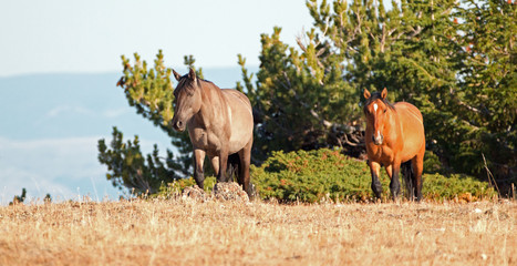Wild Horses - Grullo Mare and Dun Stallion on Sykes Ridge in the Pryor Mountains Wild Horse Range in Montana USA
