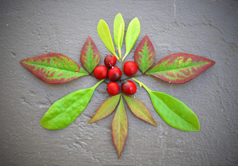 Leaves and Berries
