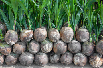 Young coconut plants