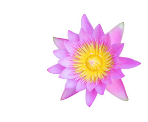 Beautiful Lotus flower on white background texture