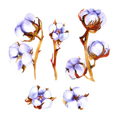 Hand drawn watercolor Cotton boll. Can be used as a greeting card for background.