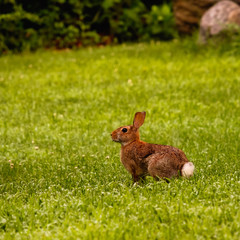 Rabbit Still
