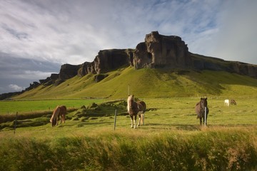 Horses in Iceland