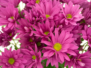 Obraz premium 菊の花