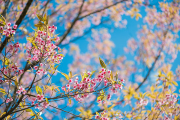 Wild Himalayan Cherry with blue sky and cloud background