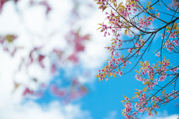 Wild Himalayan Cherry with blue sky and cloud background