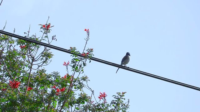 Blue Jay on Wire C