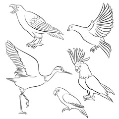 eagle crane pigeon cockatoo love bird line vector illustration
