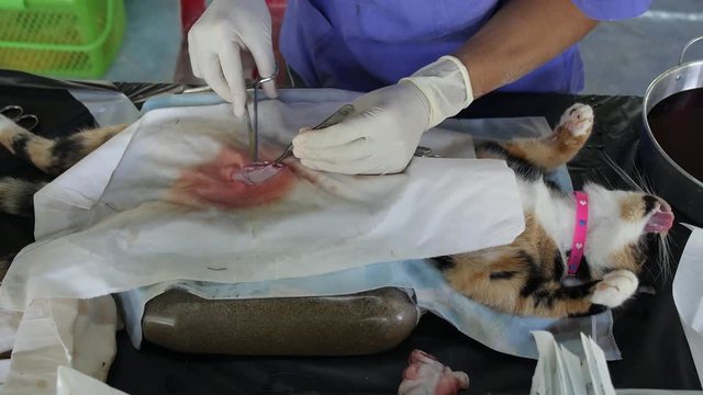 Cat Sterilisation Surgery Closeup