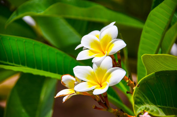 Obraz premium Beautiful flowers of plumeria in a hotel on the coast of Egypt